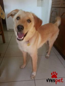 Ράτσα: Κόλι - Collie | Ηλικία: 8 μηνών | Φύλο: Θηλυκό | Αρ. Microchip: - | Ημίαιμο | Περιοχή: Αλεξάνδρεια, Μακεδονία